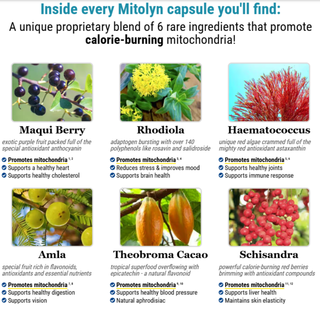 mitolyn ingredients